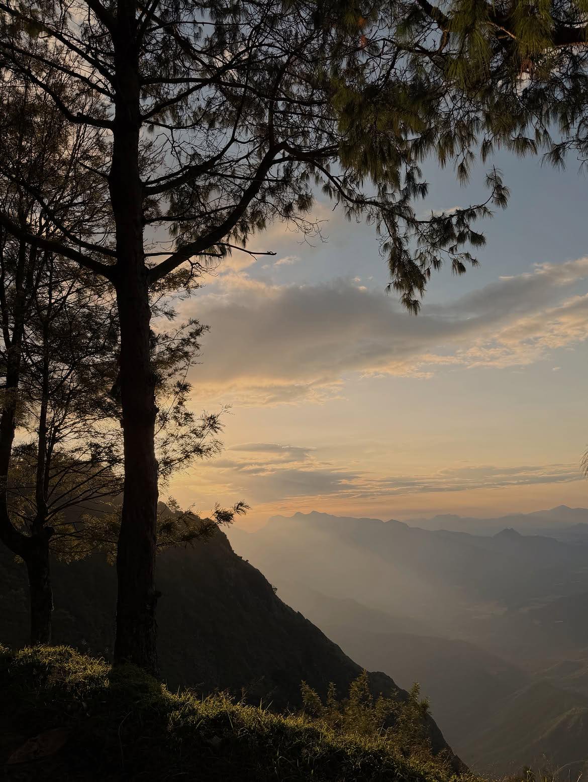 Sunrise over the ridges at Kolukkumalai, seen through the pines